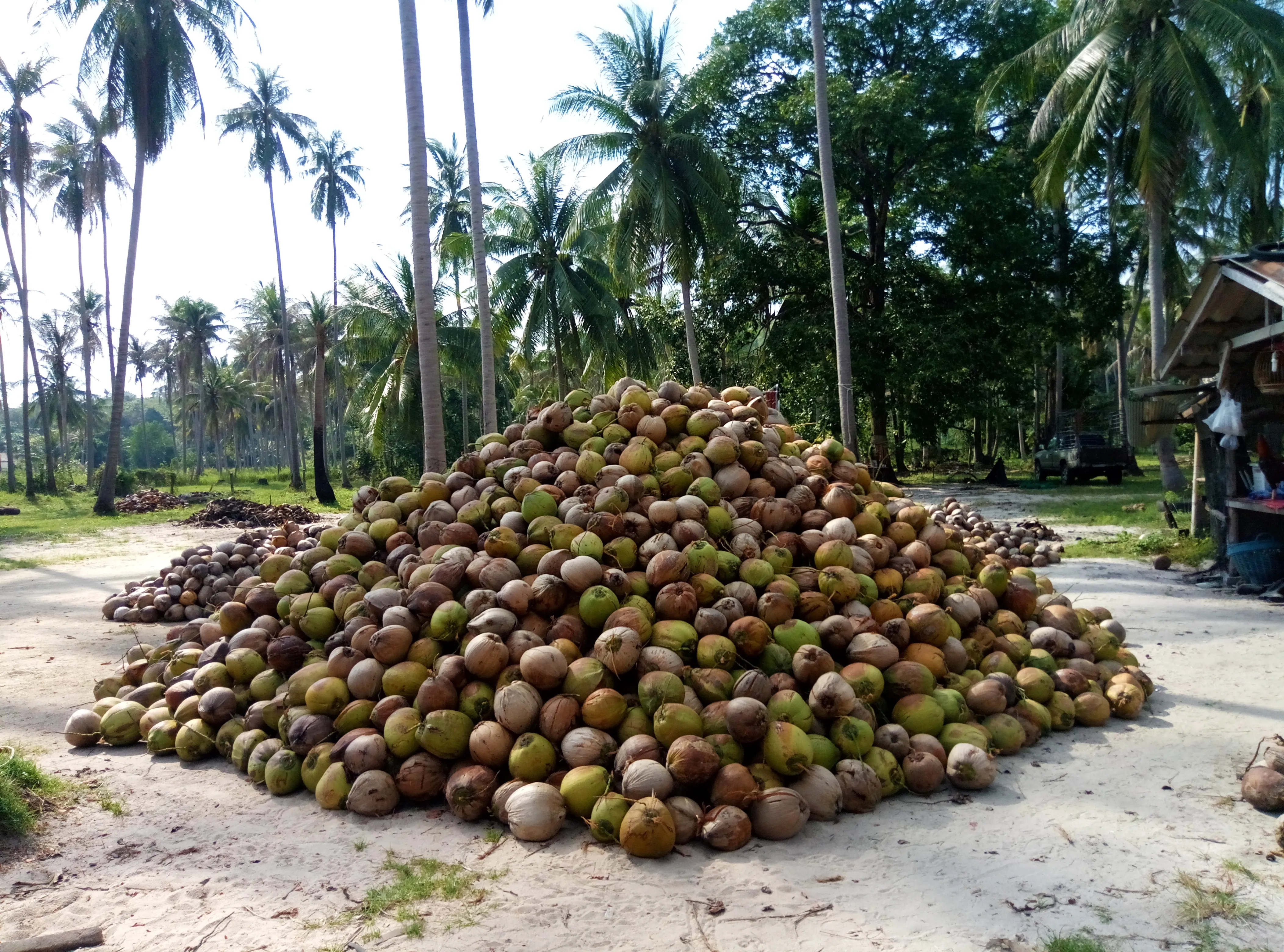 Dry coconuts